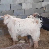 بز نر 7 ماهه|حیوانات مزرعه|اصفهان, اشکاوند|دیوار