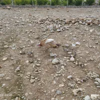 جوجه بوقلمون یک ماهه