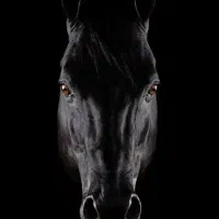 اسب نریان کره براری دوسر مادر روس ج