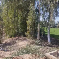 خریداردرخت