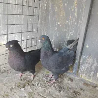 کبوتر ابادانی|پرنده|محمدشهر, جعفرآباد|دیوار