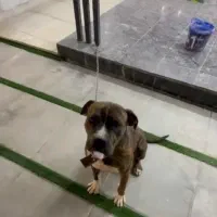 سگ نگهبان|سگ|ماهدشت, |دیوار