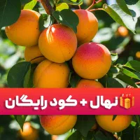 نـهال زردآلو نخجوان درشت پرآب و بازارپسند
