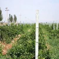 تیرچه باغ دست دوم