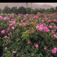 گلاب وعرقیات دوآتشه سنتی