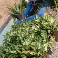 گل گیاه هدیه گلخانه روزمادر گلدان گلدون آپارتمانی|گل و گیاه طبیعی|مشهد, شهید بهشتی|دیوار