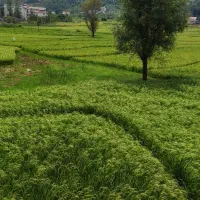 فروش خانه ورودی جدا ویو ابدی شالیزار|فروش خانه و ویلا|اطاقور, |دیوار