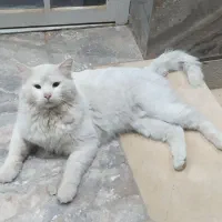 فروش گربه پرشین خانگی
