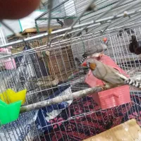 جفت فنج روی تخم وبا مرغ عشق رنبو رنگ خاص