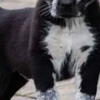 سگ نژاد دار|سگ|بهبهان, |دیوار