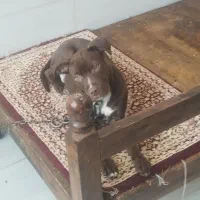 سگ پیت بول نر ۴ ماهه ۱۰  تومن  فوری