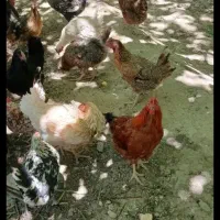 مرغ تخم گذار فروشی میخوام