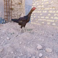 مرغ و خروس لاری