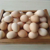 تخم مرغ ولایتی