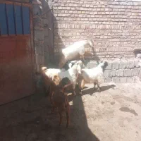 گوسفند و بزغاله قربانی