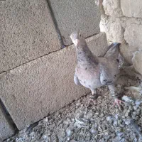 سار هفت‌رنگ