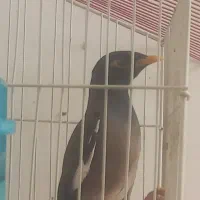 مرغ مینا