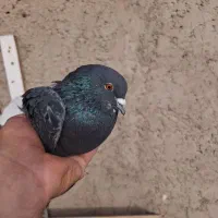کبوتر|پرنده|شاهدشهر, |دیوار