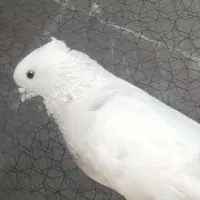 کبوتر|پرنده|سمنان, |دیوار