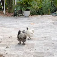 خروس ابریشمی|حیوانات مزرعه|رشت, دیانتی|دیوار