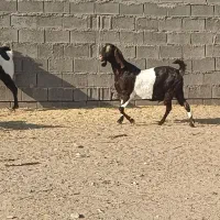 بز به همراه تکه فوق العاده