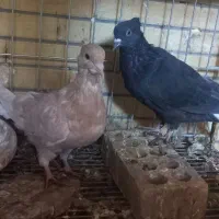 کفتر دم سفید