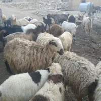 میش بزکوهی درجه یک داشتی