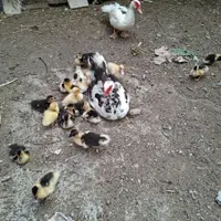 جوجه با مادر
