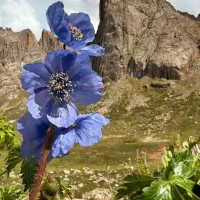 فروش حواله پارس نوا