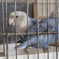 طوطی برزیلی مولد مارال|پرنده|اسلام‌شهر, شهرک انبیا|دیوار