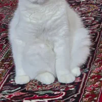 گربه نر آماده جفت گیری|گربه|تبریز, |دیوار