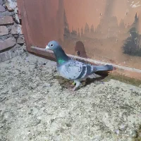 جفت ریش سیا و سبزو مگس عتیقه