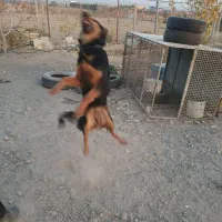 سگ روتوایلر