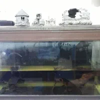 اکواریوم شیشه خم