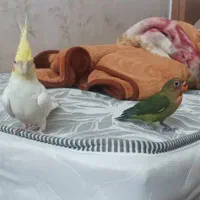 طوطی برزیلی وعروس|پرنده|ایلام, |دیوار