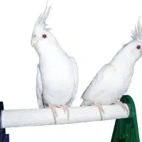 جفت عروس هلندی آلبینو
