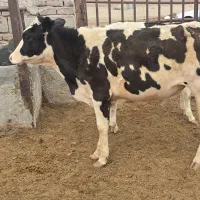 سلام  گوساله پاگستانی اصل یک یک  ۳ ما خورده