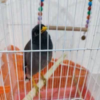 مرغ مینا سخنگو|پرنده|آشخانه, |دیوار