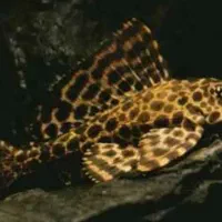 کت فیش و لجن خوار