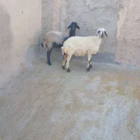 فروش قوچ سه۳شیره ودوراس بره ماده|حیوانات مزرعه|قلقل رود, |دیوار