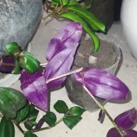 گل فقط 20 تومن