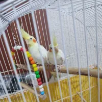 عروس لوتینو