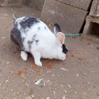 خرگوش نر ماده