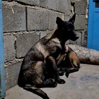 مالینویز|سگ|رامشه, |دیوار