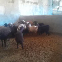 بره نر ماده‌ بزغاله بز گوسفند