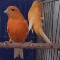 قناری سرخ پرتقالی رنگ طبیعی اصیل(تبریزی)