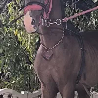 اسب عرب دوسر