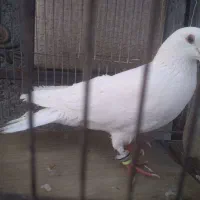 سفیدکرمونی صید