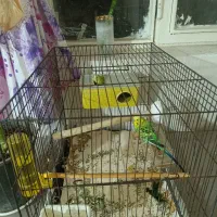 یه جفت مرغ عشق