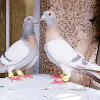 کفتر یک جفت نرماد سوسنی خوب